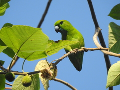 Bolbopsittacus lunulatus