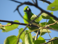 Bolbopsittacus lunulatus