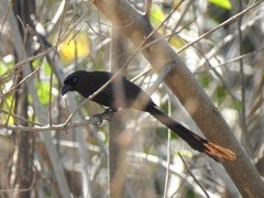 Crypsirina temia