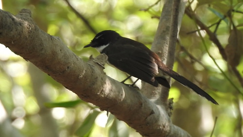 Rhipiduridae