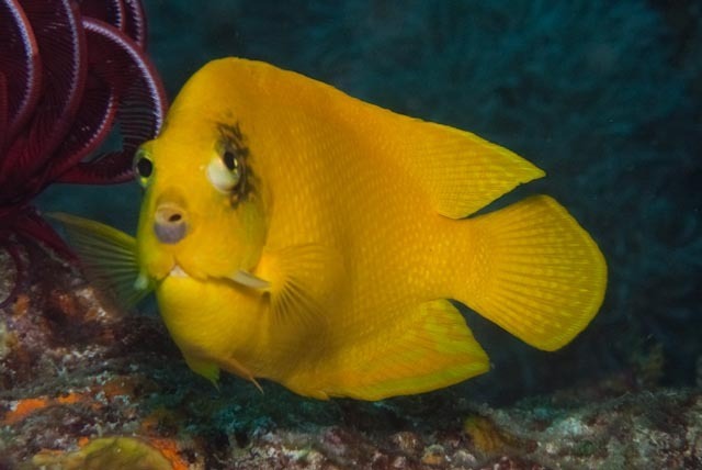 Golden Angelfish