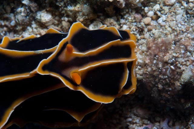 Chocolate Mango Nudibranch