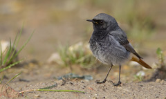 Black Redstart photo 4