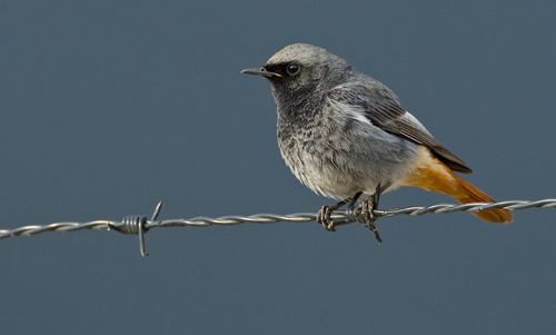 Foto de Black Redstart