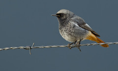 Black Redstart photo 2