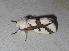 Euerythra phasma