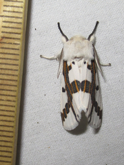 Euerythra phasma