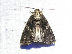 Acronicta afflicta