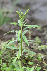 Penthorum chinense