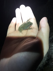 Pseudacris brachyphona