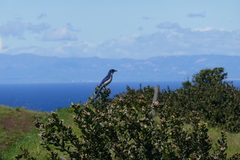 Island Scrub-Jay photo 4
