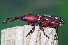 Baryrhynchus miles