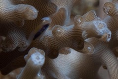 Tetralia nigrolineata