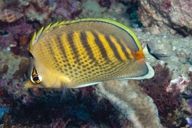 Dot and dash Butterflyfish