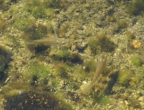 Poecilia butleri