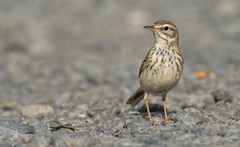 Berthelot's Pipit photo 2