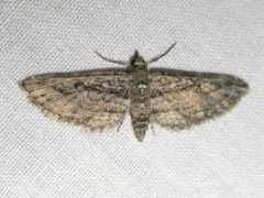 Eupithecia longidens