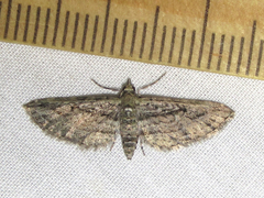 Eupithecia longidens