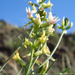 Astragalus sclerocarpus - Photo (c) Adam Schneider,  זכויות יוצרים חלקיות (CC BY-NC), הועלה על ידי Adam Schneider