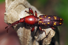 Baryrhynchus miles