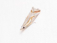 Arotrophora arcuatalis