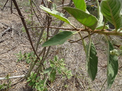 Pluchea carolinensis