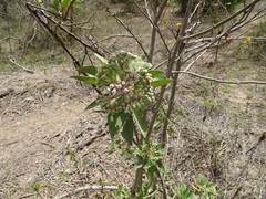 Pluchea carolinensis