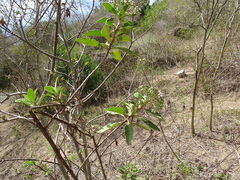 Pluchea carolinensis