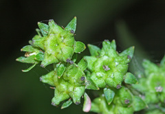 Penthorum chinense