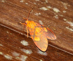 Ammatho cuneonotatus