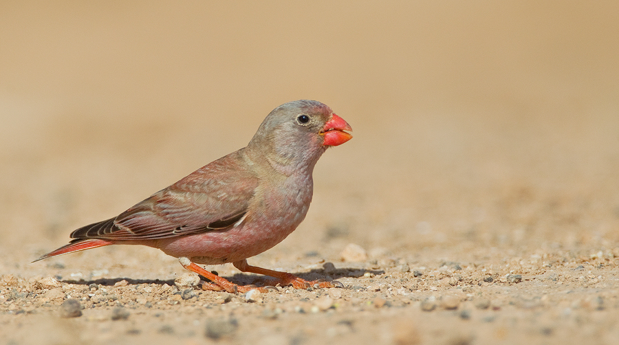 Trumpeter Finch photo