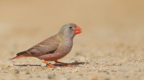 Trumpeter Finch
