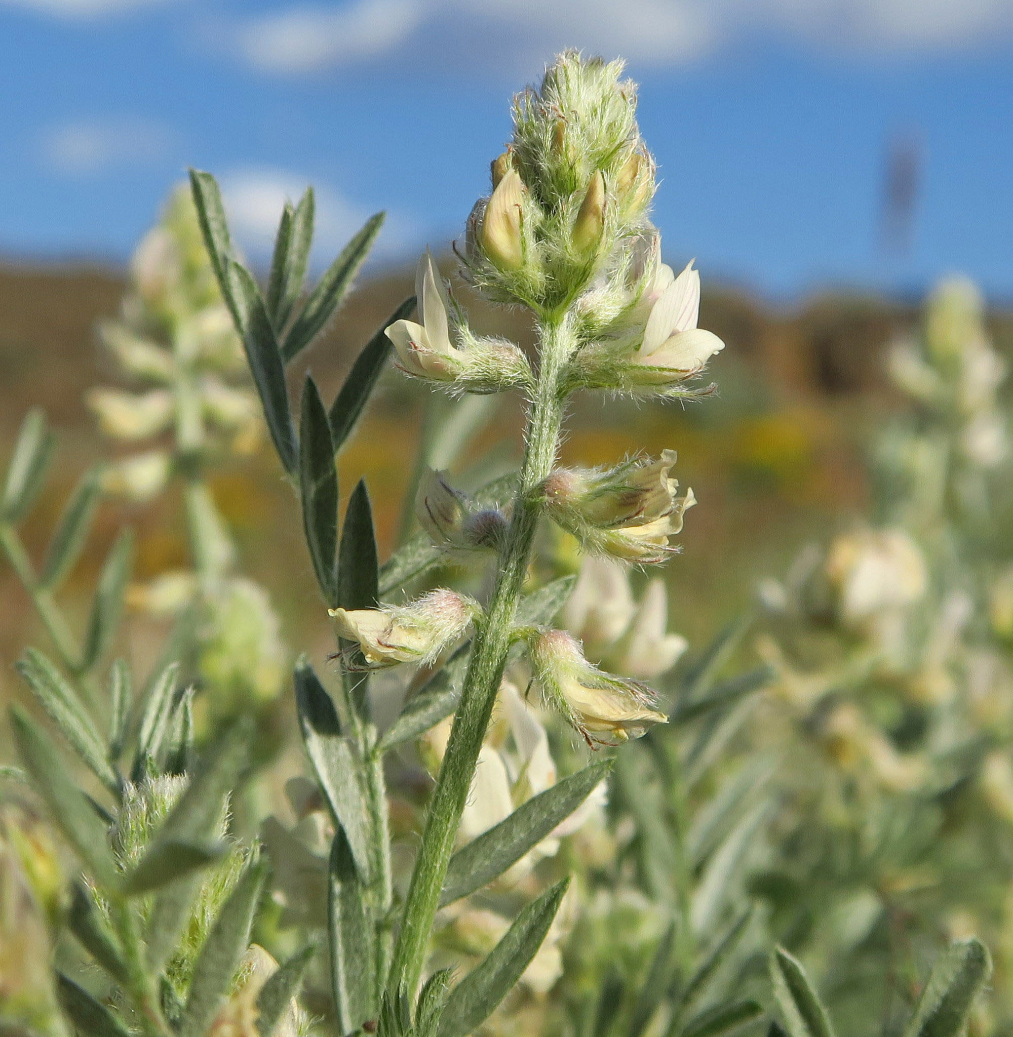 Astragalus caricinus