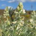 Astragalus caricinus - Photo (c) Adam Schneider, algunos derechos reservados (CC BY-NC), subido por Adam Schneider