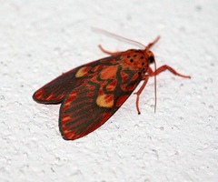 Ammatho cuneonotatus
