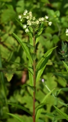 Penthorum chinense