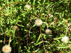 Cephalanthus salicifolius
