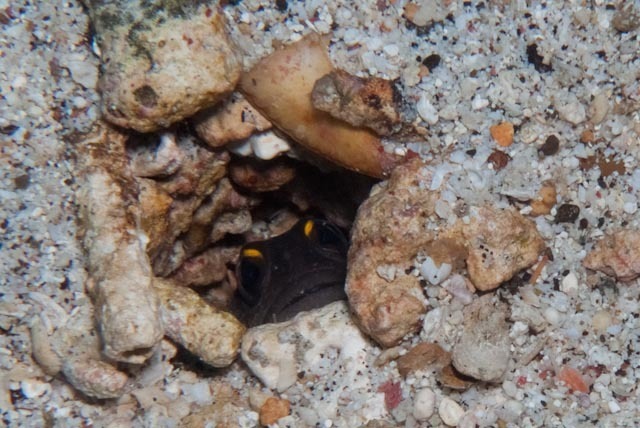 Black Cap Jawfish