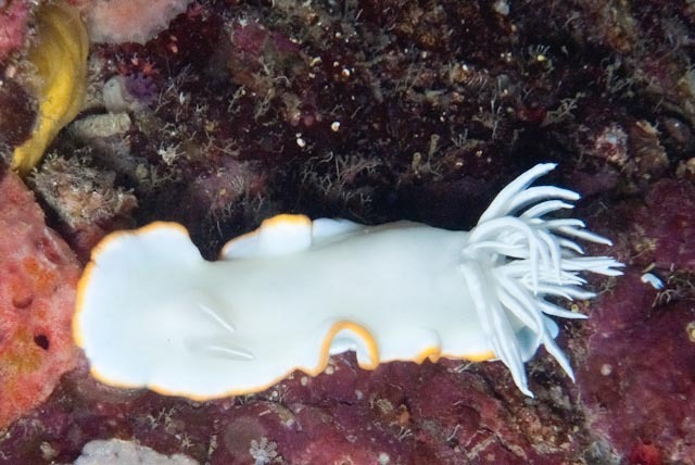 Ardeadoris egretta