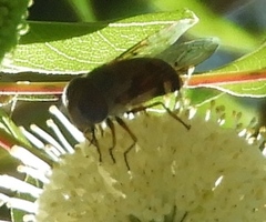 Copestylum macrocephalum