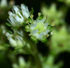 Penthorum chinense