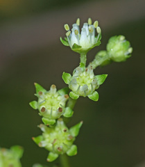 Penthorum chinense