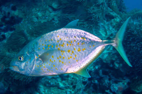 Orange-spotted Trevally (Flavocaranx bajad)