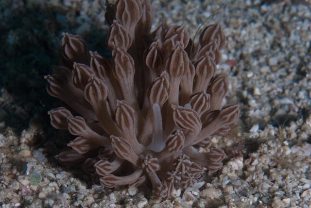 Mimic Nudibranch