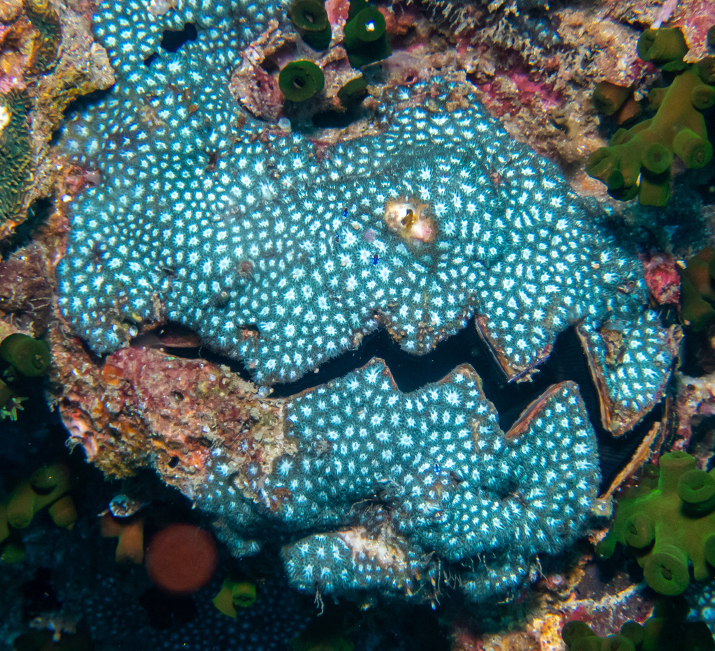 Leptastrea from Southwest Pinnacle, Ko Tao, Surat Thani, Thailand on ...