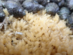 Acanthinucella spirata