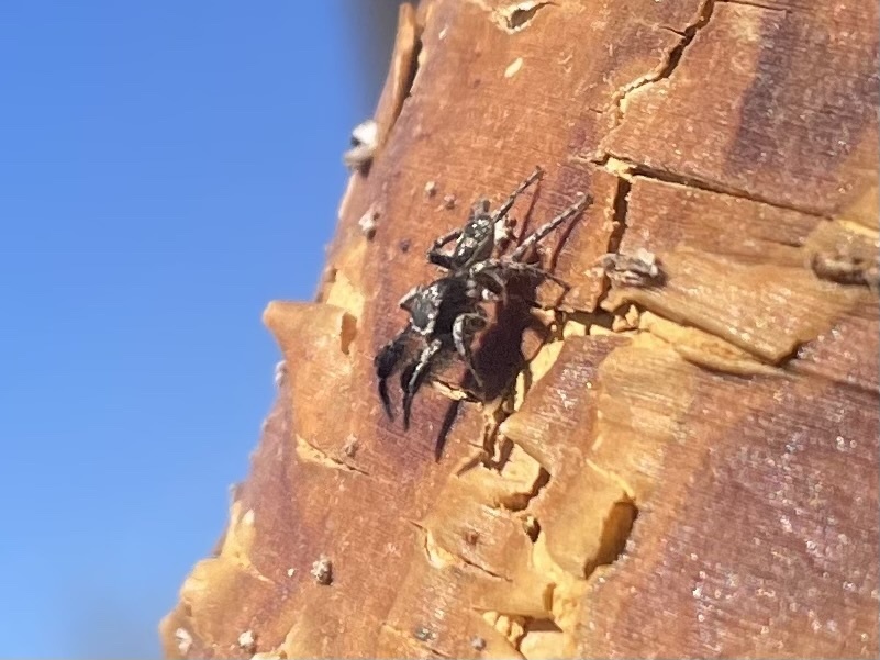 hirsute-paradise-spider-from-scottsdale-community-college-scottsdale