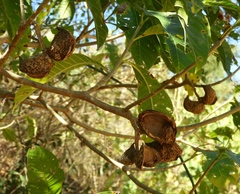 Tabernaemontana tomentosa