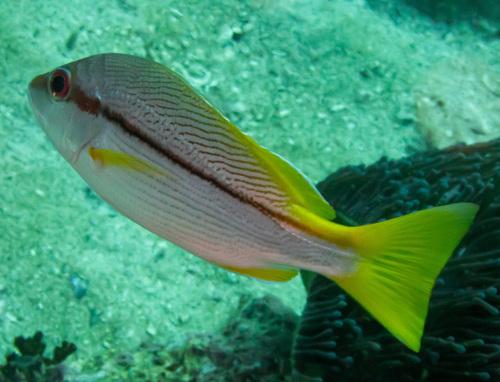 Brownstripe Snapper (Lutjanus vitta)