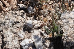 Cibolacris parviceps